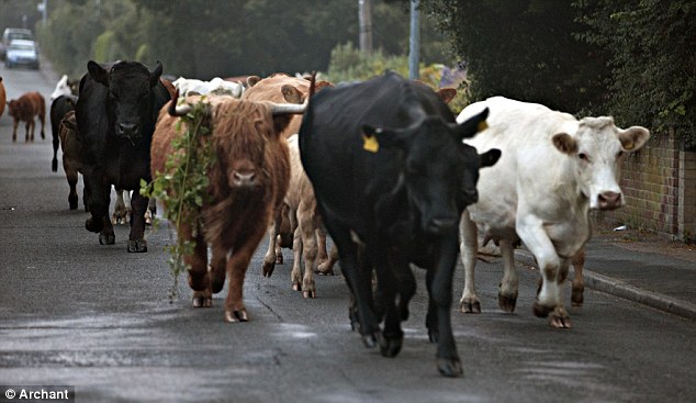 article-0-1FA1B09700000578-334_634x367