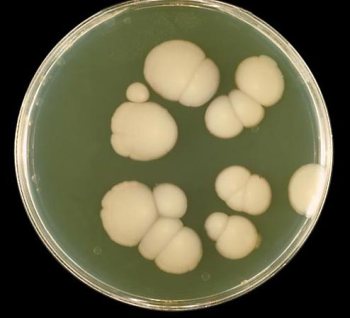 candida