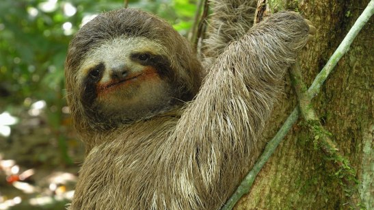 three toed sloth