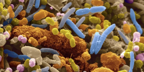 GUT-BACTERIA-facebook